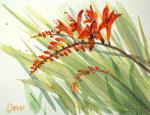 Crocosmia