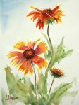 Blanket Flower