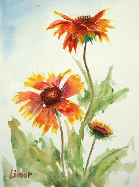 Blanket Flower picture