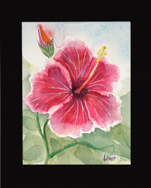 Hibiscus picture