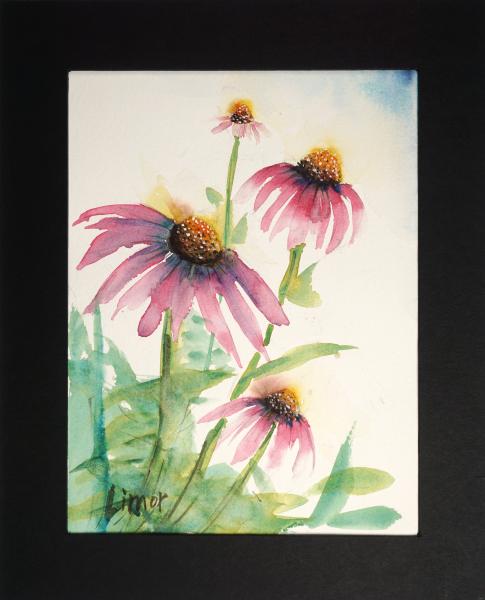 Cone Flower picture