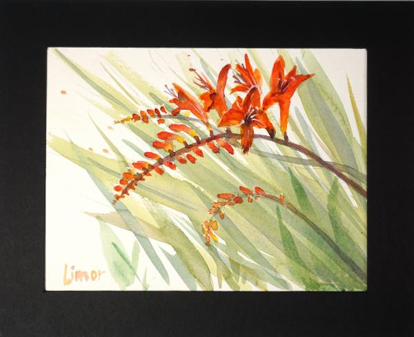 Crocosmia picture