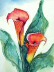 Calla Lily