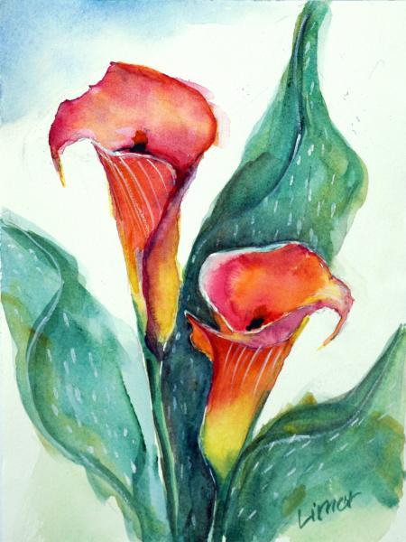 Calla Lily picture