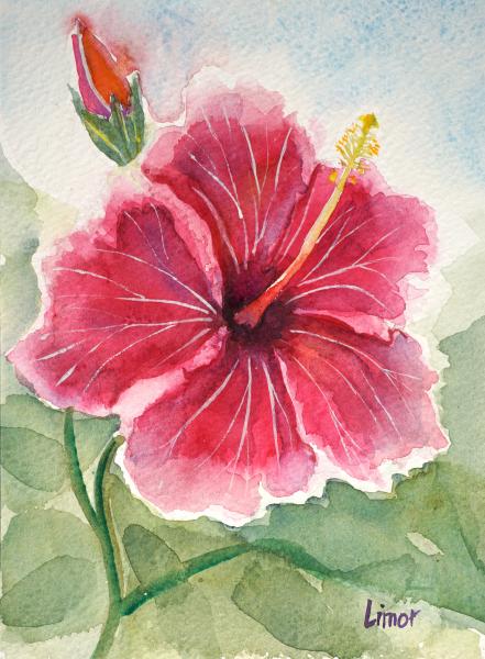 Hibiscus picture