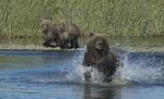 Mama's Goin Fishin  - Grizzly Bear