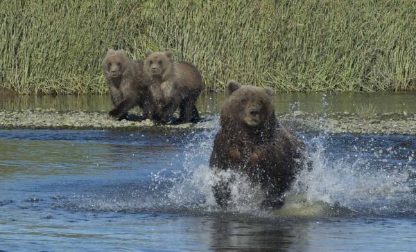 Mama's Goin Fishin  - Grizzly Bear