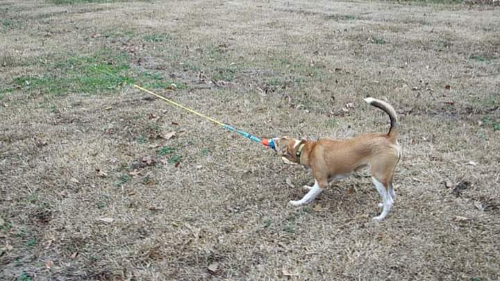 Pet  Fishin' Rod & Toy picture