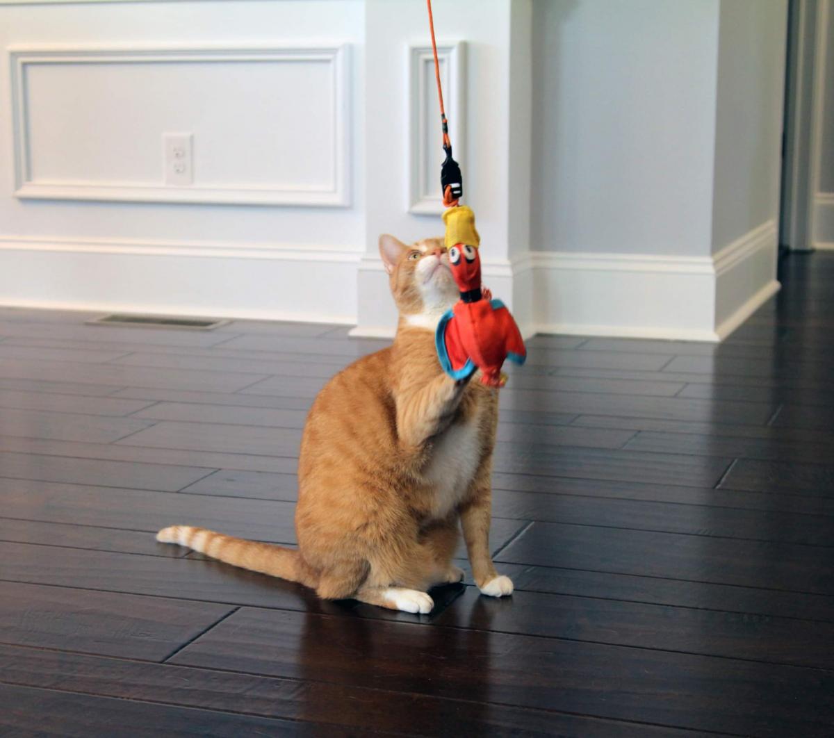 Pet  Fishin' Rod & Toy picture