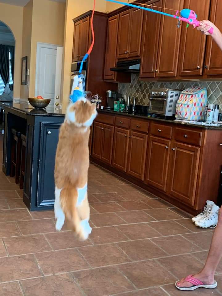 Pet  Fishin' Rod & Toy picture