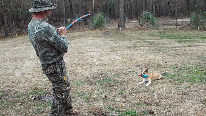 Pet  Fishin' Rod & Toy picture