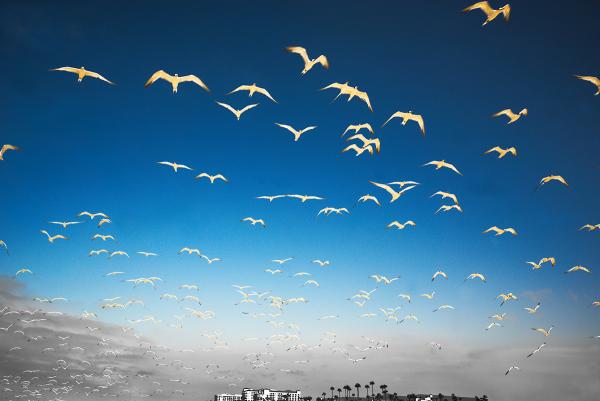 Seagulls & Blue Skies