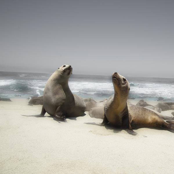 Curious Seals