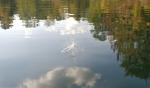 Floating Along on the Pond series