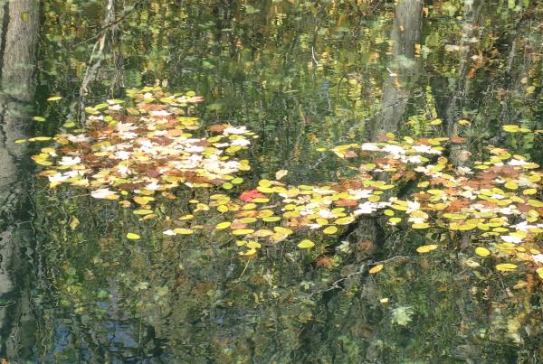 Floating Along on the Pond series picture