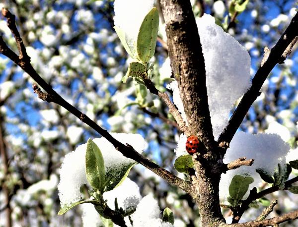 Spring Snow picture