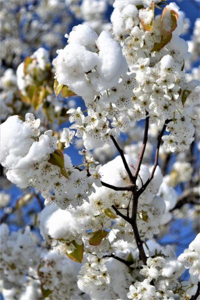 Spring Snow picture