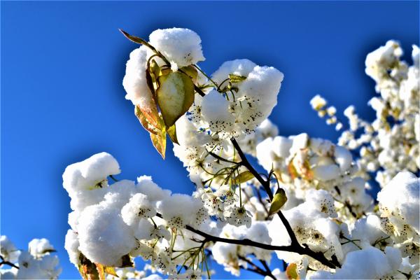 Spring Snow picture