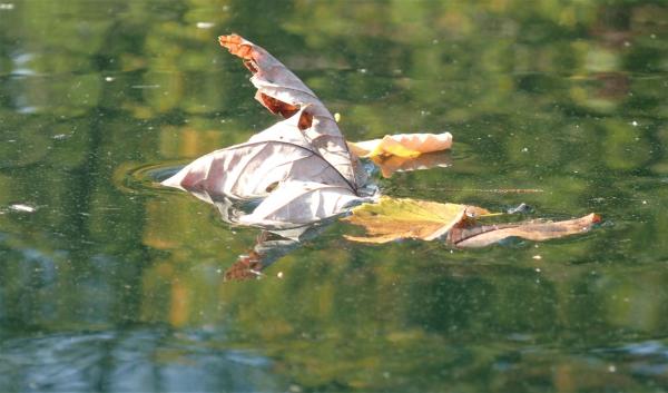 Floating Along on the Pond series picture