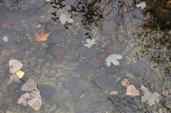 Floating Along on the Pond series picture