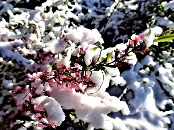 Spring Snow picture
