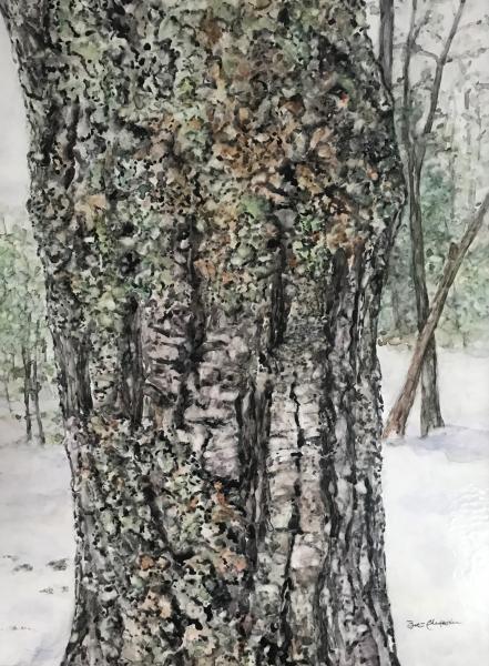 Winter Lichens