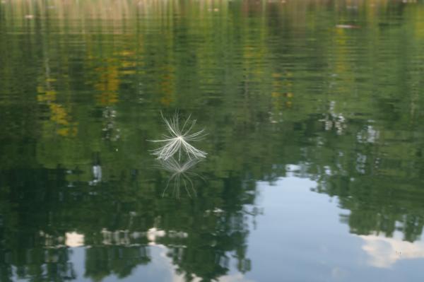 Floating Along on the Pond series picture