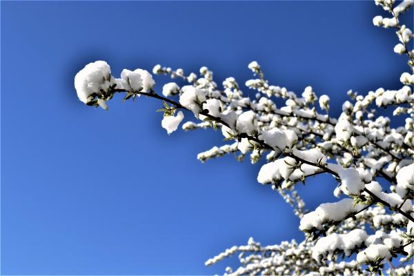 Spring Snow picture