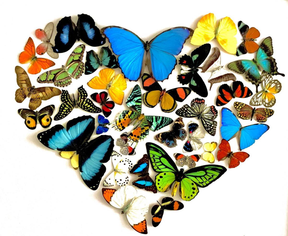 For the Love of Butterflies picture