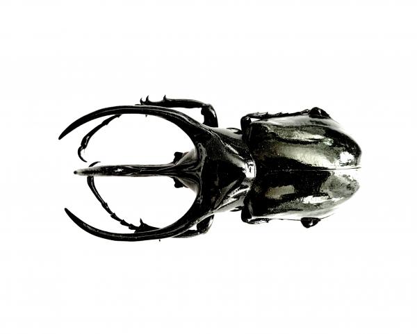 Atlas Beetle picture