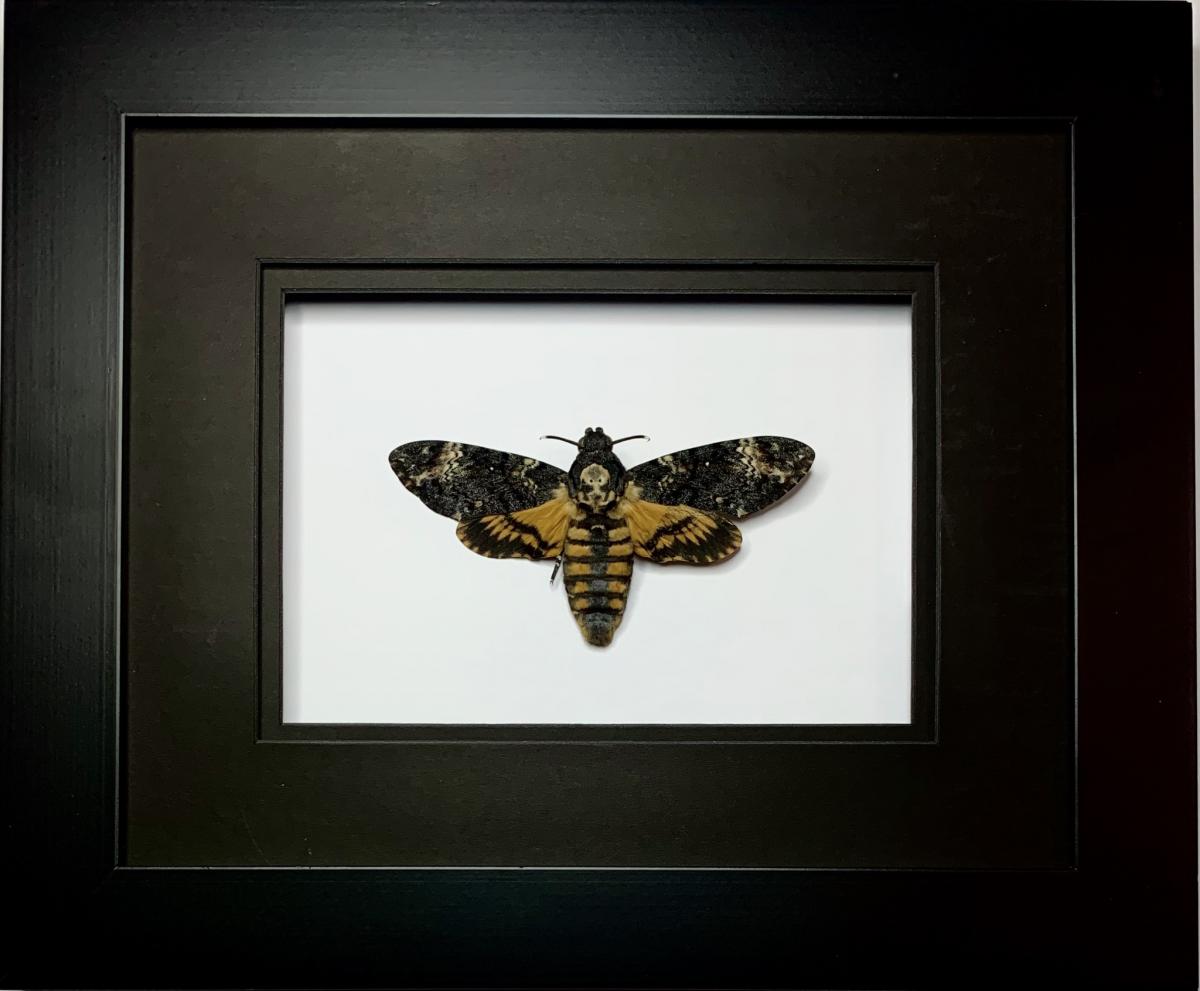 Silence of the Lambs picture