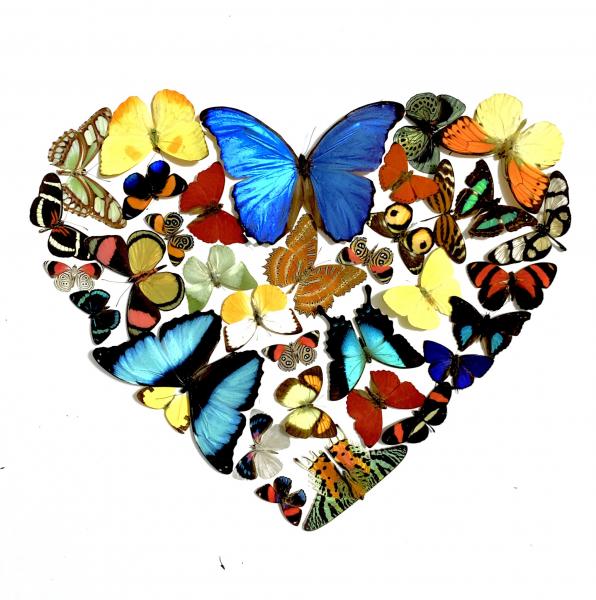 For the Love of Butterflies picture