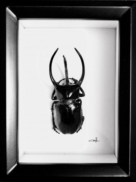 Atlas Beetle picture