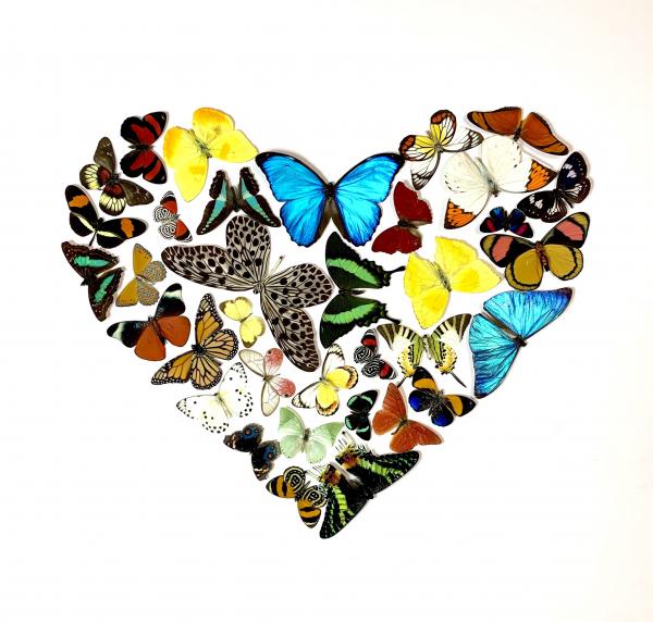 For the Love of Butterflies picture