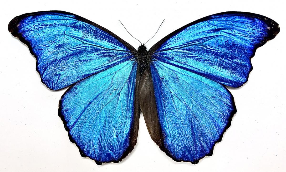 It’s Electric picture