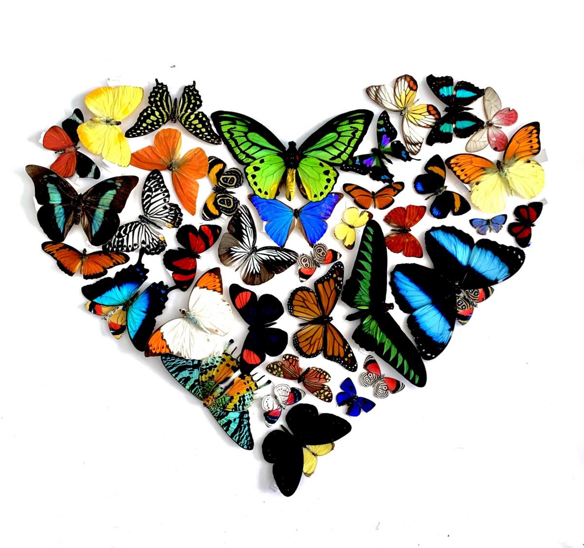 For the Love of Butterflies picture