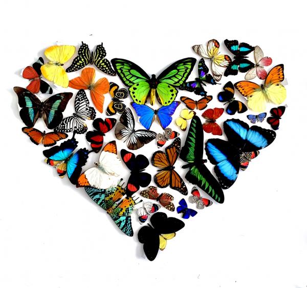 For the Love of Butterflies picture