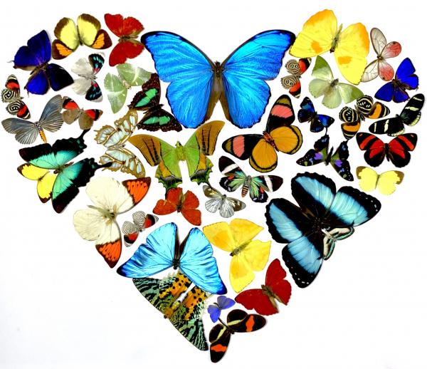 For the Love of Butterflies