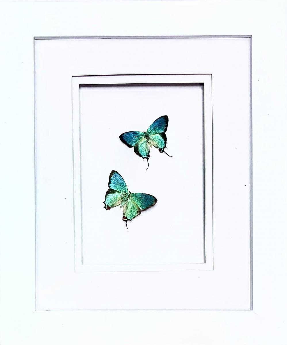 Turquoise Treasure picture