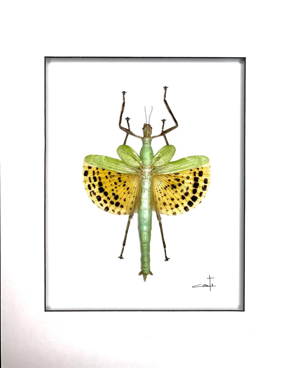 Giant walking stick picture