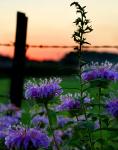 Abbe Creek Thistles