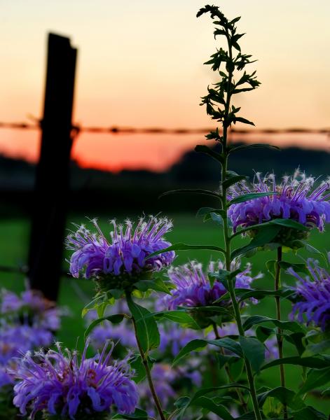 Abbe Creek Thistles