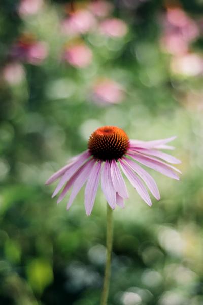 Nature Park Cone Flower - Film