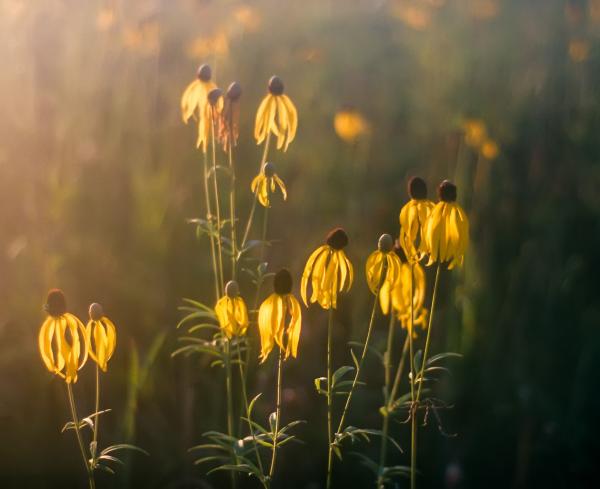 Flowers in Nostalgia