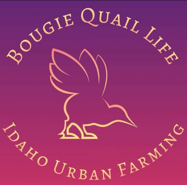 Bougie Quail Life