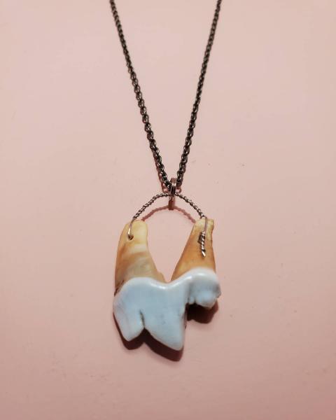 Coyote Molar Necklace