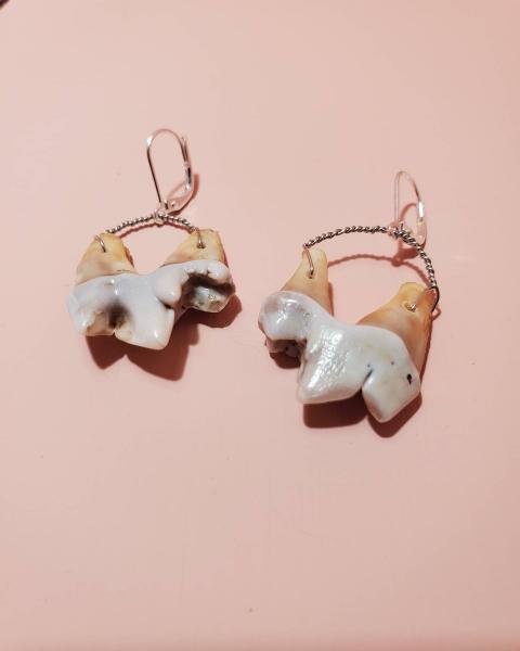 Coyote Molar Tooth Earrings picture