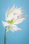 Bride's Blush Protea