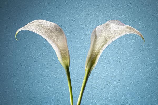 White Calla Lily Duo