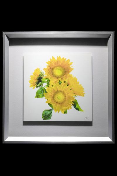 Yellow Sunflower Quartet picture